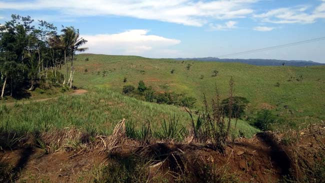 Bagian lahan milik PTPN XII Kebun Pancursari. (Dok)