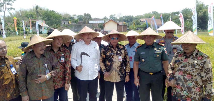 Bupati Malang Drs.HM Sanusi MM bersama Kepala Balai Besar Pengembangan Pengujian Mutu Benih Tanaman Pangan dan Hortikultura,Dirjen Tanaman Pangan Kementan Warjito, dan Dandim 0818, Letkol Inf Ferry Muzzawwad saat panen padi brang biji. (Sur)