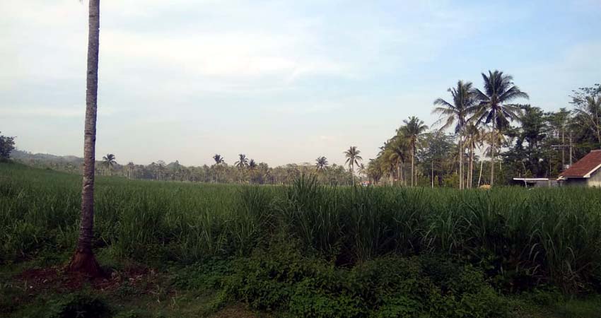 Areal Tanah Bengkok Desa Druju. (tim)