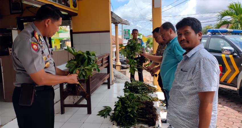 BERKHASIAT : AKP Nuryono, Kapolsek Bantur dan Aipda Zuhdy Yahya beserta anggota memeriksa barang bukti Porang sambal. (ist/humas Polres Malang)