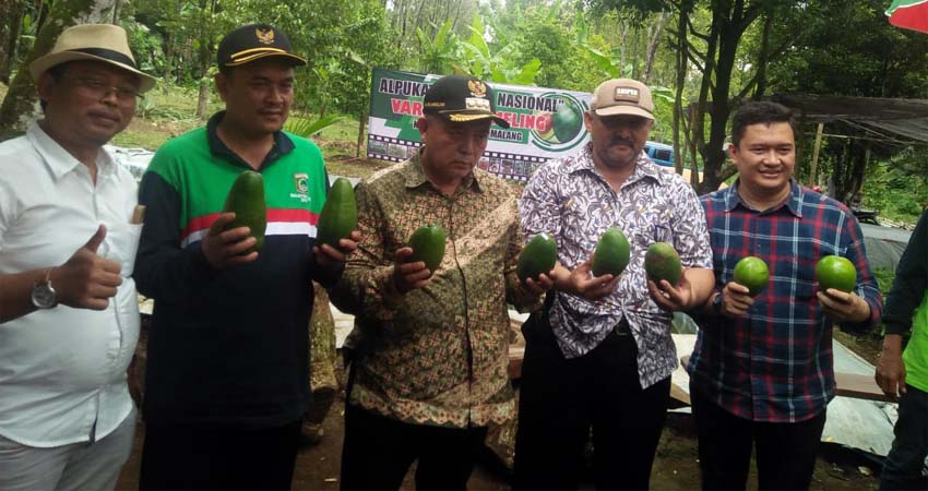 Kepala DTPH Kabupaten Malang Dr Ir Budiar Anwar MSi di Kebun Alpukat Desa Wonorejo Lawang. (Ist)