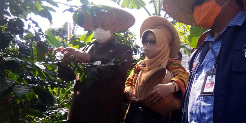 Bupati Malang HM Sanusi Saat Tinjau Tanaman Kopi Arabica Desa Tamansari. (Sur)