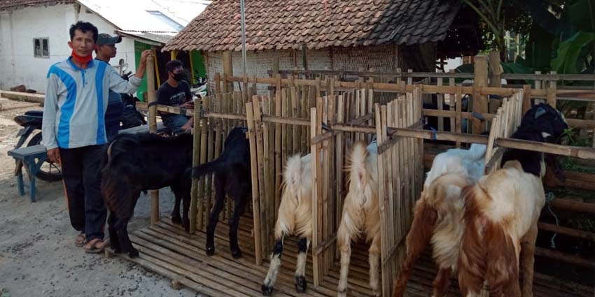 Lapak hewan kurban milik Syaif'uddin di Jl Trunojoyo Gondanglegi Kulon Kabupaten Malang