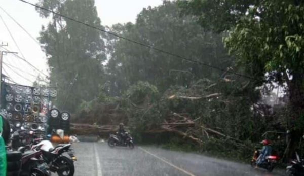 Pohon Beringin Tumbang, Jalur Utama Malang-Blitar Terhenti Sementara