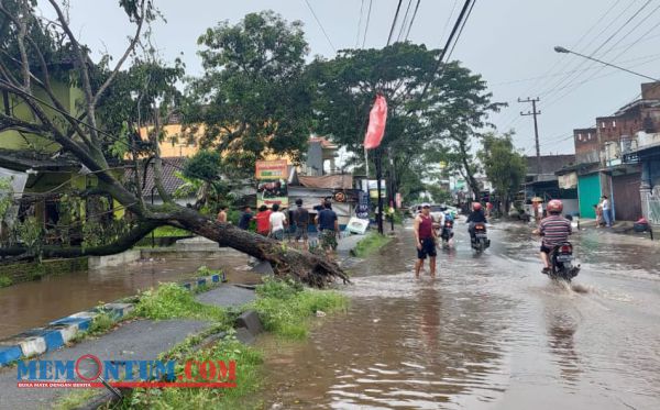 Dihajar Hujan dan Angin Kencang, Tiga Pohon di Wilayah Panggungrejo Kepanjen Tumbang dan Sebabkan Banjir ke Jalan